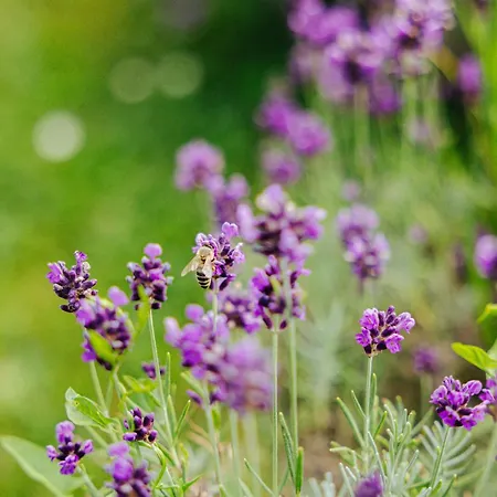 Gozdne Va Vrti Luxe tent Kostel