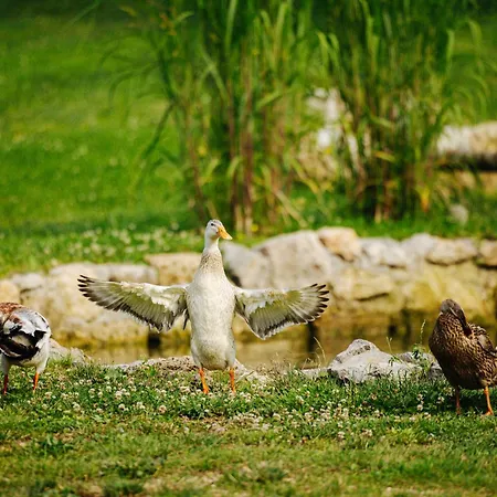 Lyxtält Gozdne Va Vrti Kostel