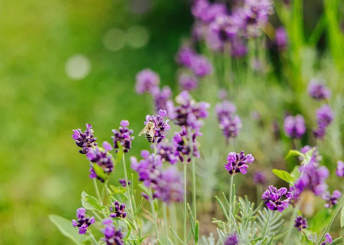 Gozdne Va Vrti Tente de luxe Kostel